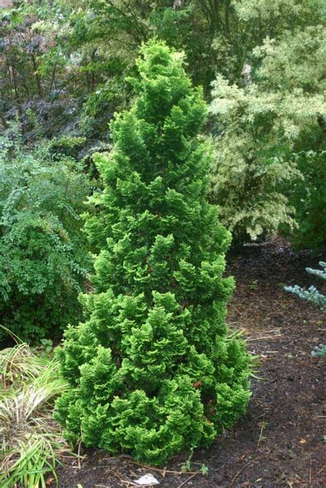 Chamaecyparis obtusa ‘Nana’ Dwarf Hinoki Cypress or False Cypress 4 ...