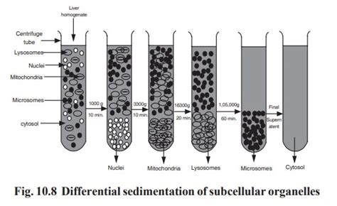 Differential centrifugation technique