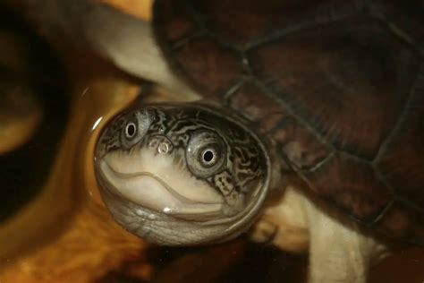 8 Types of Aquatic Turtles (With Pictures) - Reptiles Hub