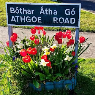 Shankill Online: Shankill Road Signs