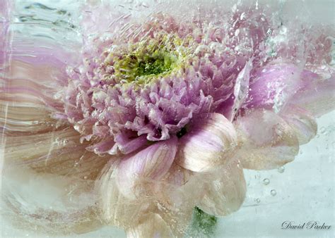 Frozen Flowers :: Behance