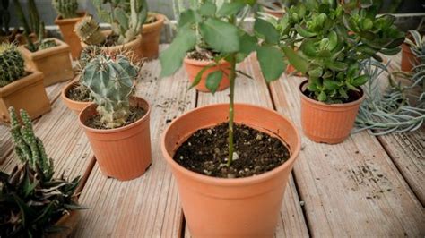 How to Propagate Roses Using Potatoes | Home Guides | SF Gate