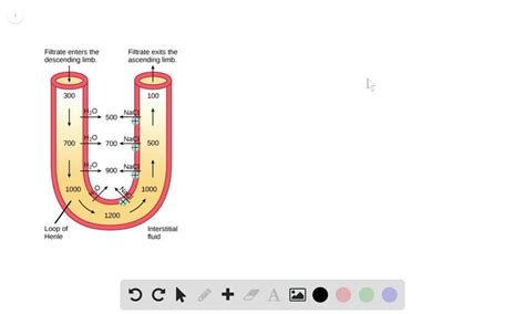 SOLVED:The diagram models the countercurrent exchange mechanism within the loop of Henle. The ...