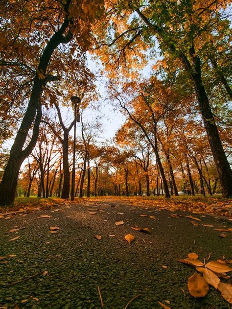 Road in a Forest in Autumn · Free Stock Photo