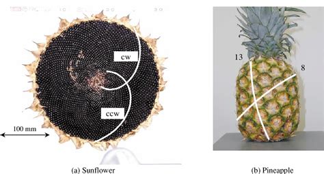 Fibonacci Sequence In Fruit