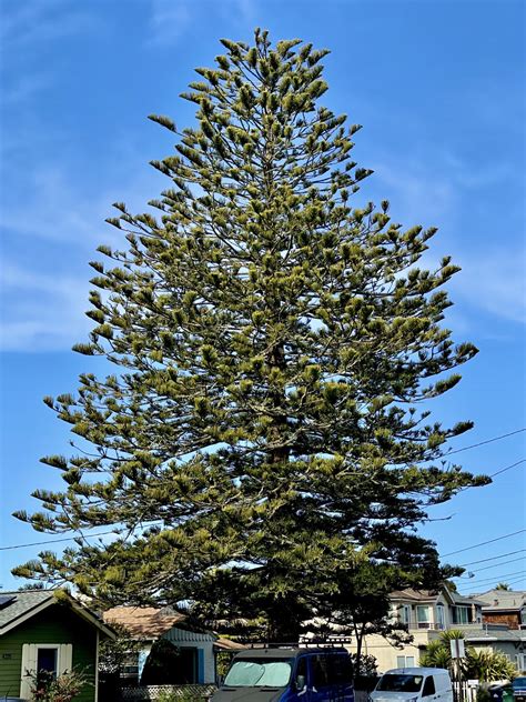 Best Guide to Norfolk Island Pine Height: How Tall Can It Grow?