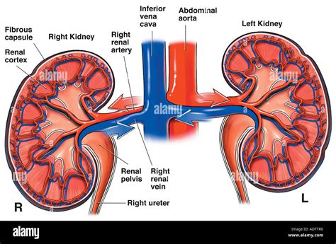 Anatomy of the Kidneys and Renal Blood Vessels Stock Photo: 7710319 - Alamy