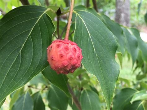 Great Escape Farms Harvesting Cornus Kousa Dogwood Fruit - Great Escape ...