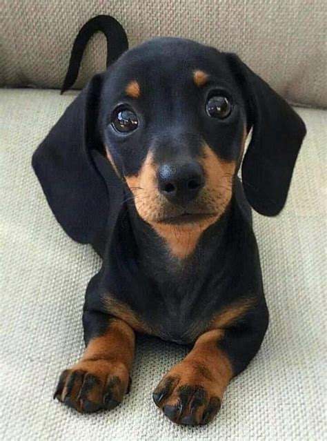 Pin by Jill Sagert-West on For the Love of Dachshunds | Dachshund puppies, Puppies, Cute puppies