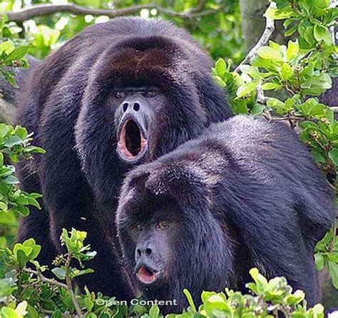 Howler Monkeys - Jungle Noisemakers - World's Loudest Animal? | Animal Pictures and Facts ...