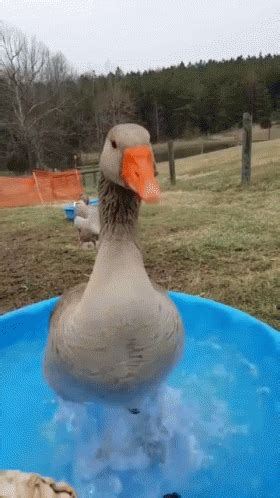 Duck Excited GIF - Duck Excited Cute - Discover & Share GIFs