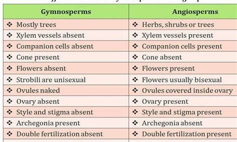 Gymnosperms Mostly trees Xylem vessels absent Companion cells absent Co..