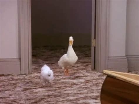 The Chick and The Duck - Friends Central - TV Show, Episodes, Characters