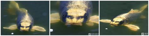 Is This a Carp with a Human Face? | Snopes.com