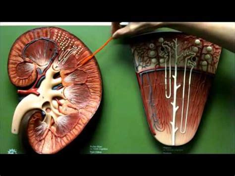 Kidney Anatomy Urinary Model Renal System - YouTube