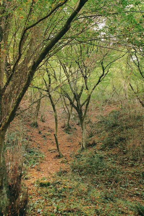 Green Forest and Horse near · Free Stock Photo