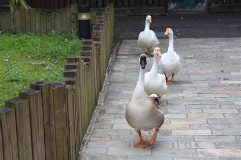 Free Images : duck, walk, walking, line, road, zoo, water bird, ducks geese and swans, fauna ...