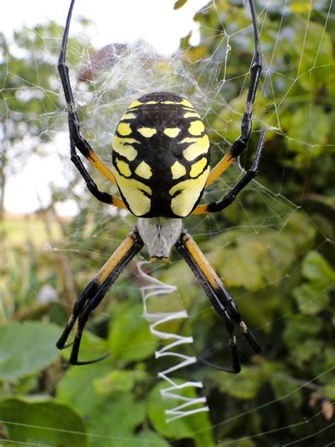 Black and Yellow Argiope (Argiope aurantia) | The spider spe… | Flickr