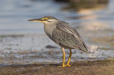 Real World Gardener: Cycads, Seeds and Stripes on Herons