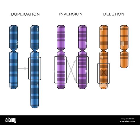 Mutation deletion Cut Out Stock Images & Pictures - Alamy