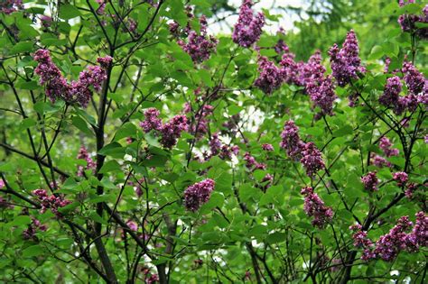 Purple Flowers On Trees Free Stock Photo - Public Domain Pictures