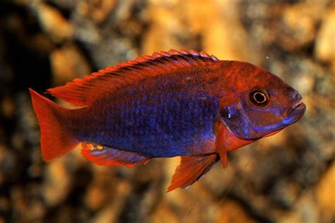 Rusty Cichlid Aquarium Fish For Home | Breeding & Feeding Guide