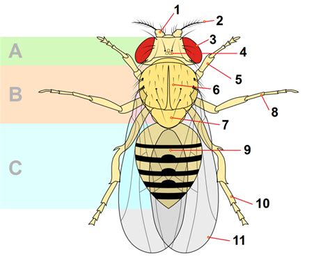 A courtship duet: Drosophila melanogaster – Ray Cannon's nature notes