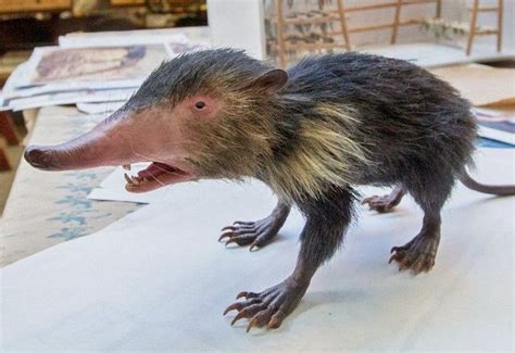 cuban solenodon | Weird animals, Animals, Strange