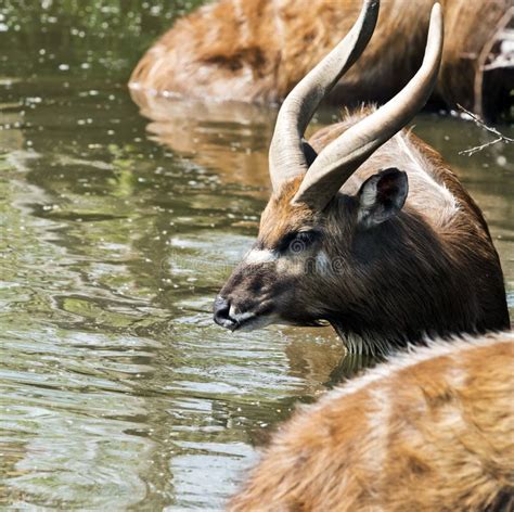 Antelope in water stock photo. Image of dark, eyes, swamp - 116725748