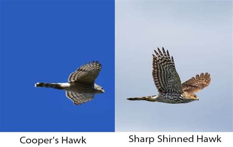 Cooper's Hawk Vs Sharp Shinned Hawk Identification