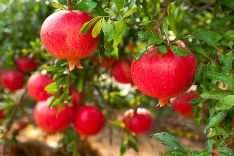 Pomegranate Trees: Best Varieties, Growing Guide, Care, Problems, and ...