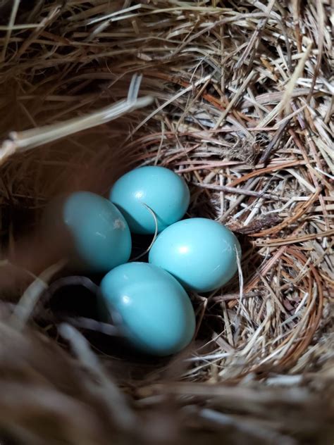 NestWatch | Eastern Bluebird Eggs - NestWatch