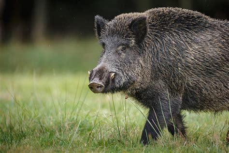 Wild Boar Tusks Stock Photos, Pictures & Royalty-Free Images - iStock