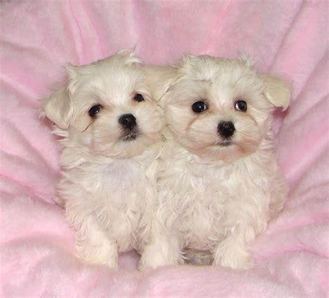 37 Awesome maltese puppies for adoption images | Maltese puppy, Puppy adoption, Cute animals