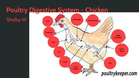 Shelby West - PBM 6 Poultry Digestive System by Shelby West on Prezi