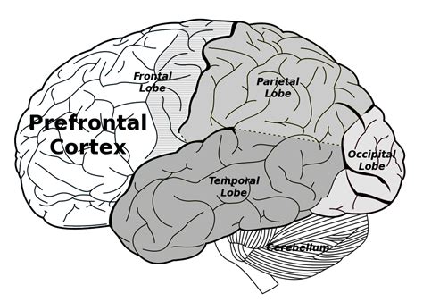 Prefrontal Cortex Anatomy