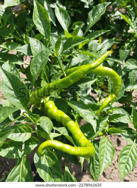 Sri Lankan Green Color Chili Plants Stock Photo 2278962635 | Shutterstock