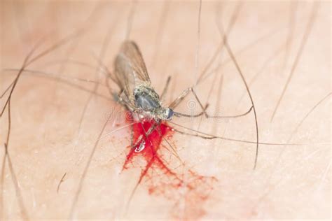 Dead Mosquito Filled with Human Blood. Stock Image - Image of macro, closeup: 16897799