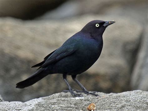 Brewer's Blackbird "Euphagus cyanocephalus" | Boreal Songbird Initiative