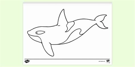 FREE! - White Killer Whale | Twinkl Orca Resources - Twinkl