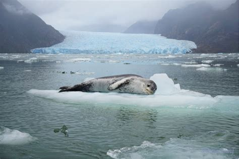 San Rafael Lagoon National Park in Chile