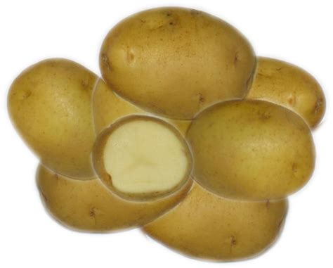 Kennebec – Eagle Creek Seed Potatoes