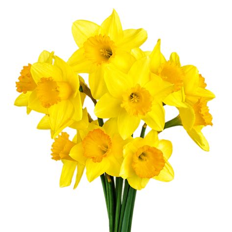 Daffodil clipart daffodil bouquet, Daffodil daffodil bouquet Transparent FREE for download on ...