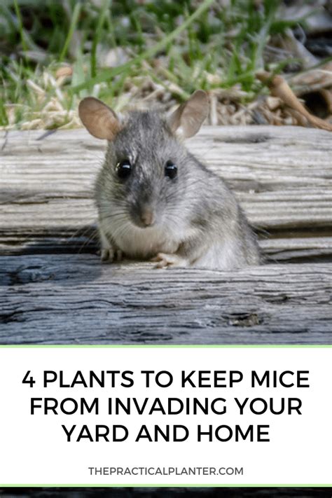 4 plants to keep mice from invading your yard and home – Artofit