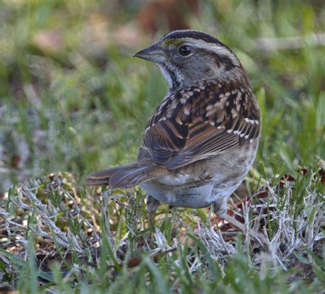 White-throated Sparrow | San Diego Bird Spot