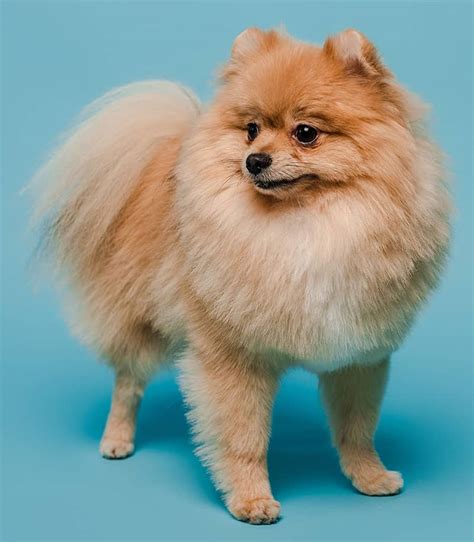 Can You Cut Pomeranian Hair Short