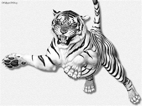 Drawing of Tigers submited images | Pic2Fly