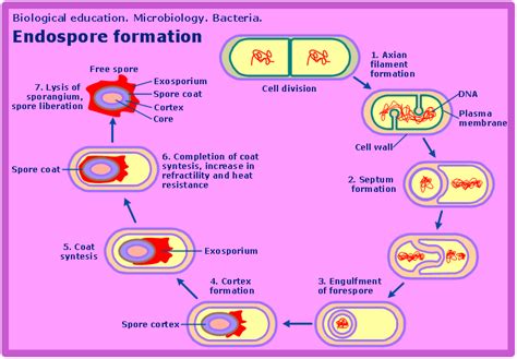 Bacterial Cell Division In Microbiology - Cell Division