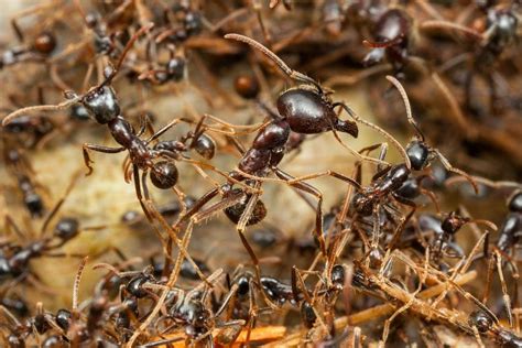 How to Get Rid of Army Ants Naturally (Ultimate Guide) | BugWiz