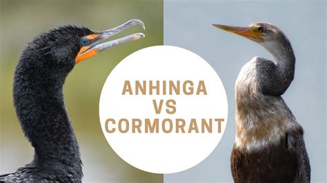 Anhinga vs Cormorant | Anhinga or Cormorant | Snakebird - YouTube